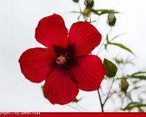 Hibiscus-4746-C-517e-Env With a color coordinated © Artoz envelope